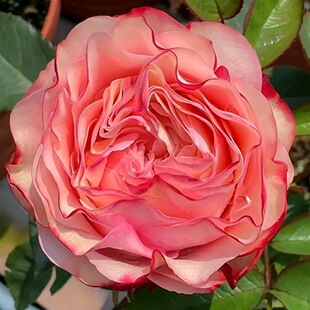 一百亩花田乡村苹果 candy 厄瓜多尔月季 花苗盆栽欧月灌木 county