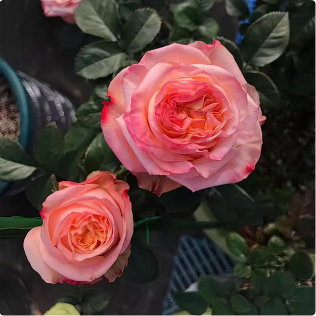心肝宝贝月季 简司拜克 灌木大花 桃粉色/杏色 切花玫瑰 直立勤花