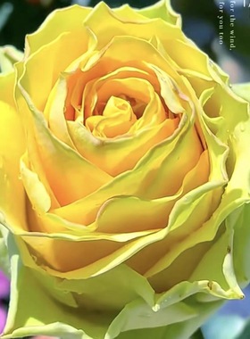 彩虹蜜桃月季 科德斯 灌木大花 黄绿色 切花玫瑰 直立 勤花 多季