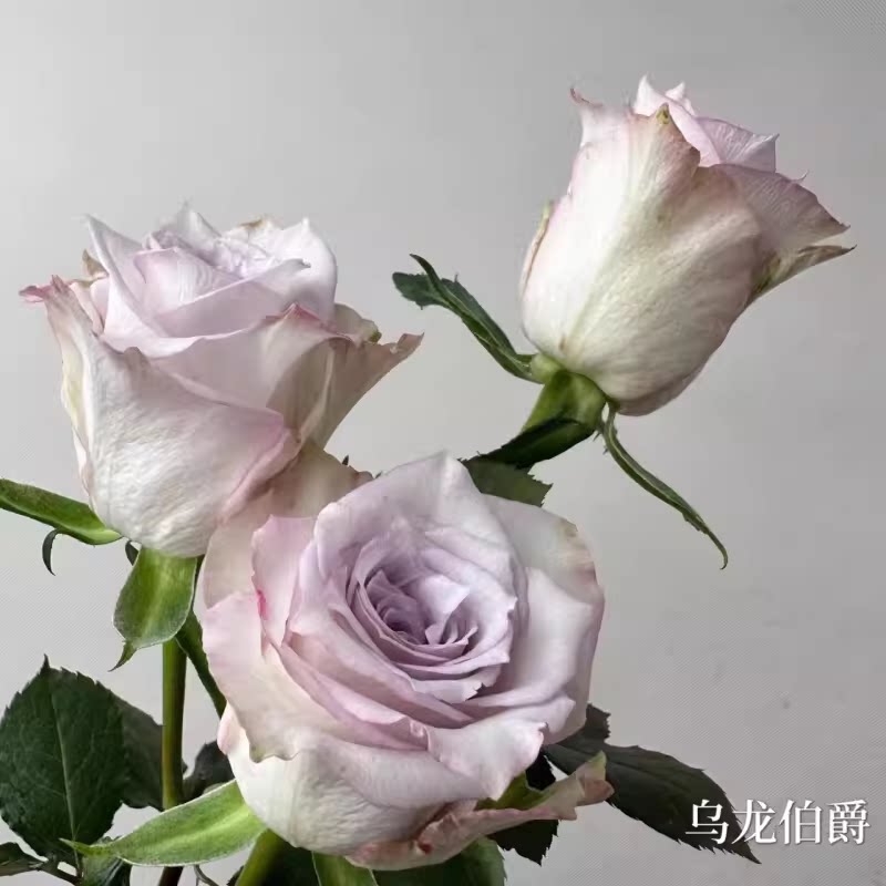 一百亩花卉 乌龙伯爵 厄瓜多尔超新品切花玫瑰花苗盆栽灰紫色月季