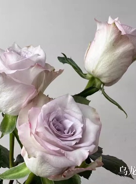 一百亩花卉 乌龙伯爵 厄瓜多尔超新品切花玫瑰花苗盆栽灰紫色月季