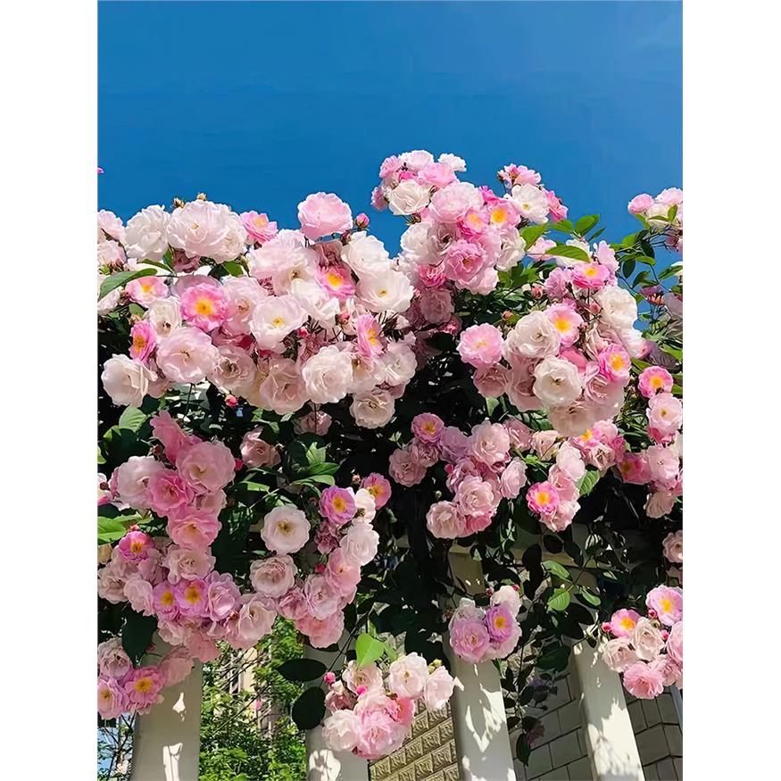 粉木香月季藤本小花多头