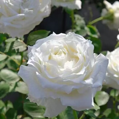 一百亩花田 盛装 Dressy日本2024超新品月季灌木白色花苗强香大花