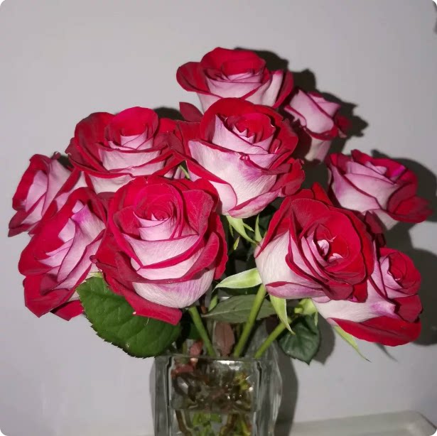新品 布鲁兹/桃花雪 月季花苗 复色切花灌木月季 阳台庭院盆栽