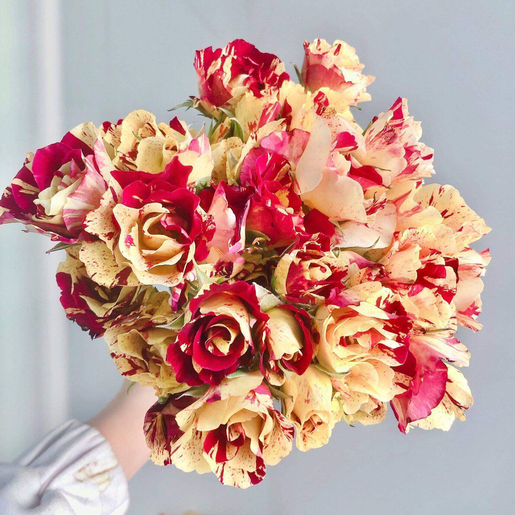 一百亩花田  橙虎 肯尼亚多头强香月季玫瑰直立花苗多季节,鲜花速递/花卉仿真/绿植园艺,月季/蔷薇/玫瑰,淘宝优惠券,粉丝福利购,淘宝优惠卷