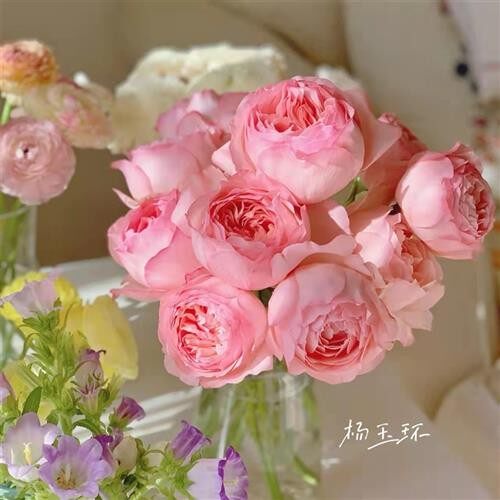 杨玉环月季花苗大花浓香粉色勤花直立抗病花期长玫瑰阳台庭院盆栽