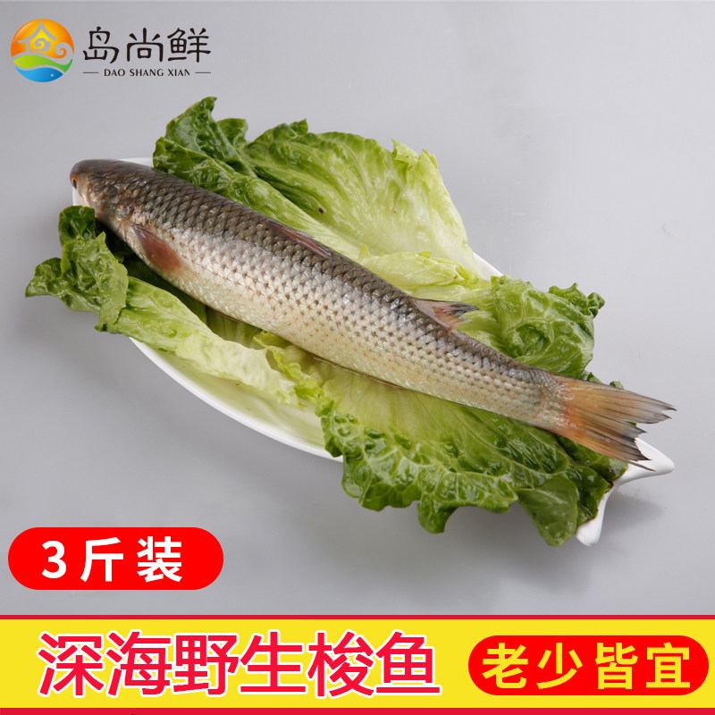 野生鲜活梭鱼 梭子鱼 红眼鱼 杂鱼海鲜水产海鱼3斤包邮