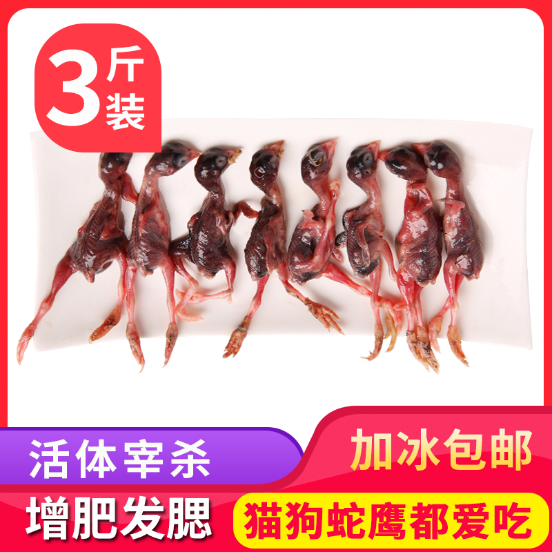 新鲜小鹌鹑幼仔现杀速冻宠物