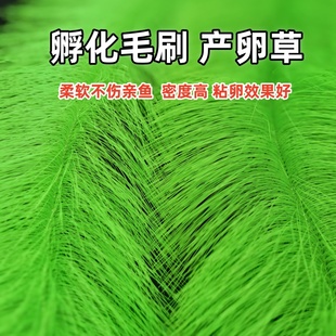 繁殖草锦鲤鱼产卵孵化草金鱼产卵草鱼卵孵化刷 黄绿孵化毛刷 包邮