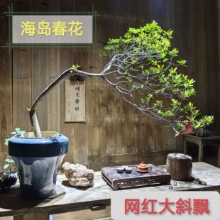 海岛春花石斑木庭院茶桌台造景盆景栽绿植老树桩大斜飘枝一物一拍