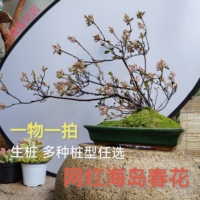 海岛春花庭院茶桌台造景盆景栽石斑木绿植老树桩大斜飘枝一物一拍