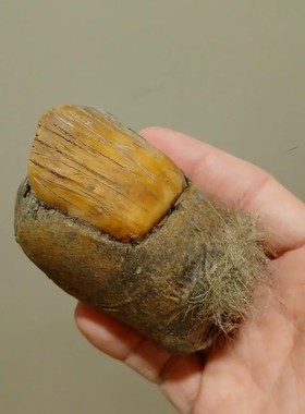 2025亚马逊爆款BigfootToeSas