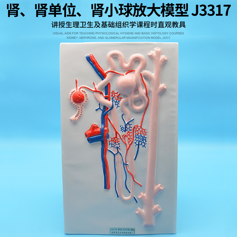 肾,肾单位,肾小球放大模型 j3317初中高中生物实验器材 中学教学仪器