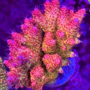 澳洲金底渐变粉莓 稀有精品 SPS硬骨珊瑚A属断枝母体组合套餐
