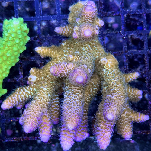 澳洲紫龙鳞 精品澳洲硬骨珊瑚 断枝母体新手试水组合套餐