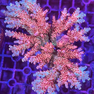 硬骨珊瑚RR暴雪母体断枝新手入门SPS海缸珊瑚好养特价A属珊瑚