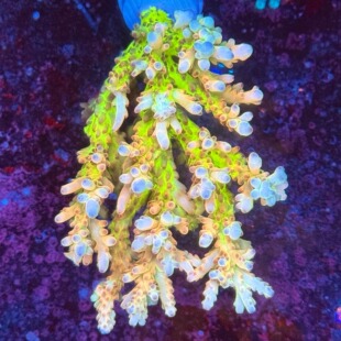 精品沙巴金桔 母体 橙金发色sps硬骨珊瑚断枝母体组合套餐