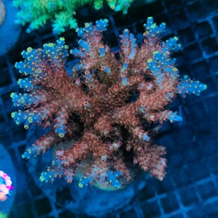 SPS珊瑚A属rr龙息母体断枝新手套餐硬骨珊瑚活体珊瑚海缸观赏宠物