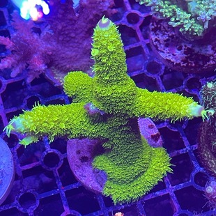 硬骨珊瑚大森林澳洲活体硬骨SPS断枝新手试水套餐顺丰生鲜快递