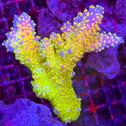 澳洲彩虹鹰爪 幻彩A属硬骨珊瑚 澳洲稀有品种