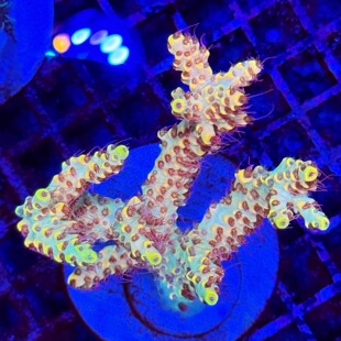 rr草莓甜心 红毛金杯 汽水A属sps硬骨珊瑚断枝母体组合套餐