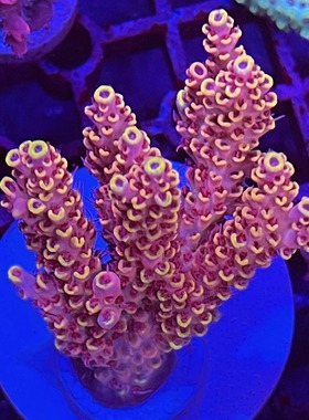 新手硬骨珊瑚活体珊瑚spsA属珊瑚rr比斯巨兽母体断枝新手试水套餐