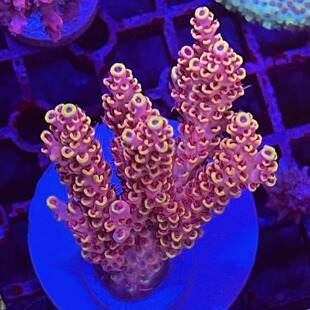 新手硬骨珊瑚活体珊瑚spsA属珊瑚rr比斯巨兽母体断枝新手试水套餐