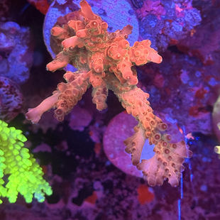 rr天马 sps硬骨珊瑚A属母体 粉色深水系列 养定包底老货