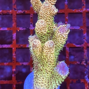 rr冰雪之冠 sps硬骨珊瑚母体 断枝 组合