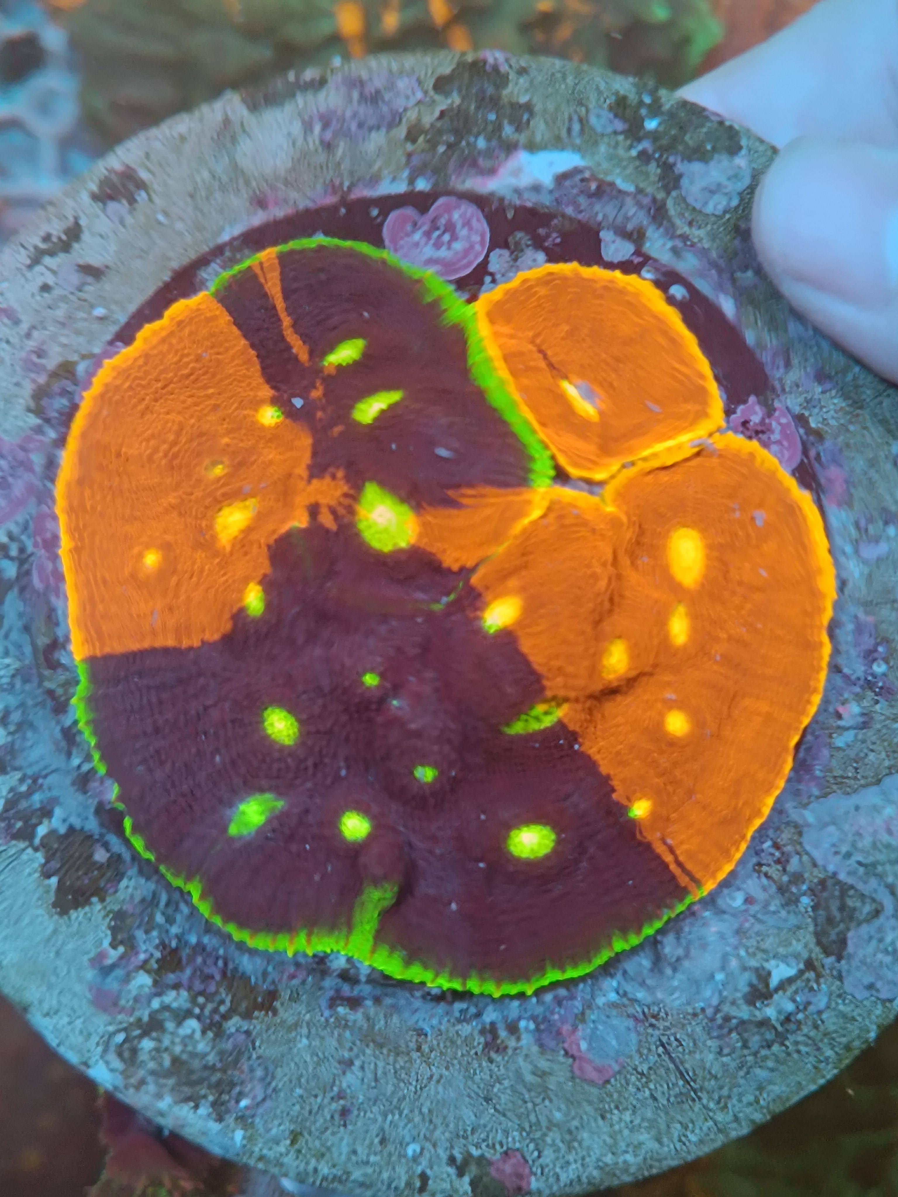 珊瑚活体调色盘珊瑚双色三色四色软体珊瑚人工繁殖