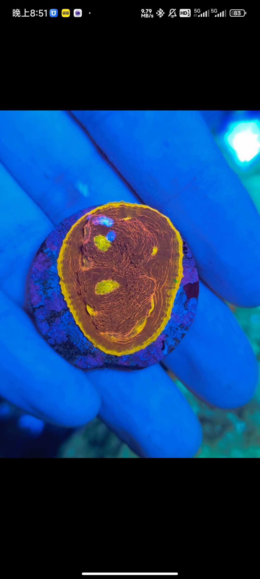 珊瑚活体调色盘珊瑚双色三色四色软体珊瑚人工繁殖