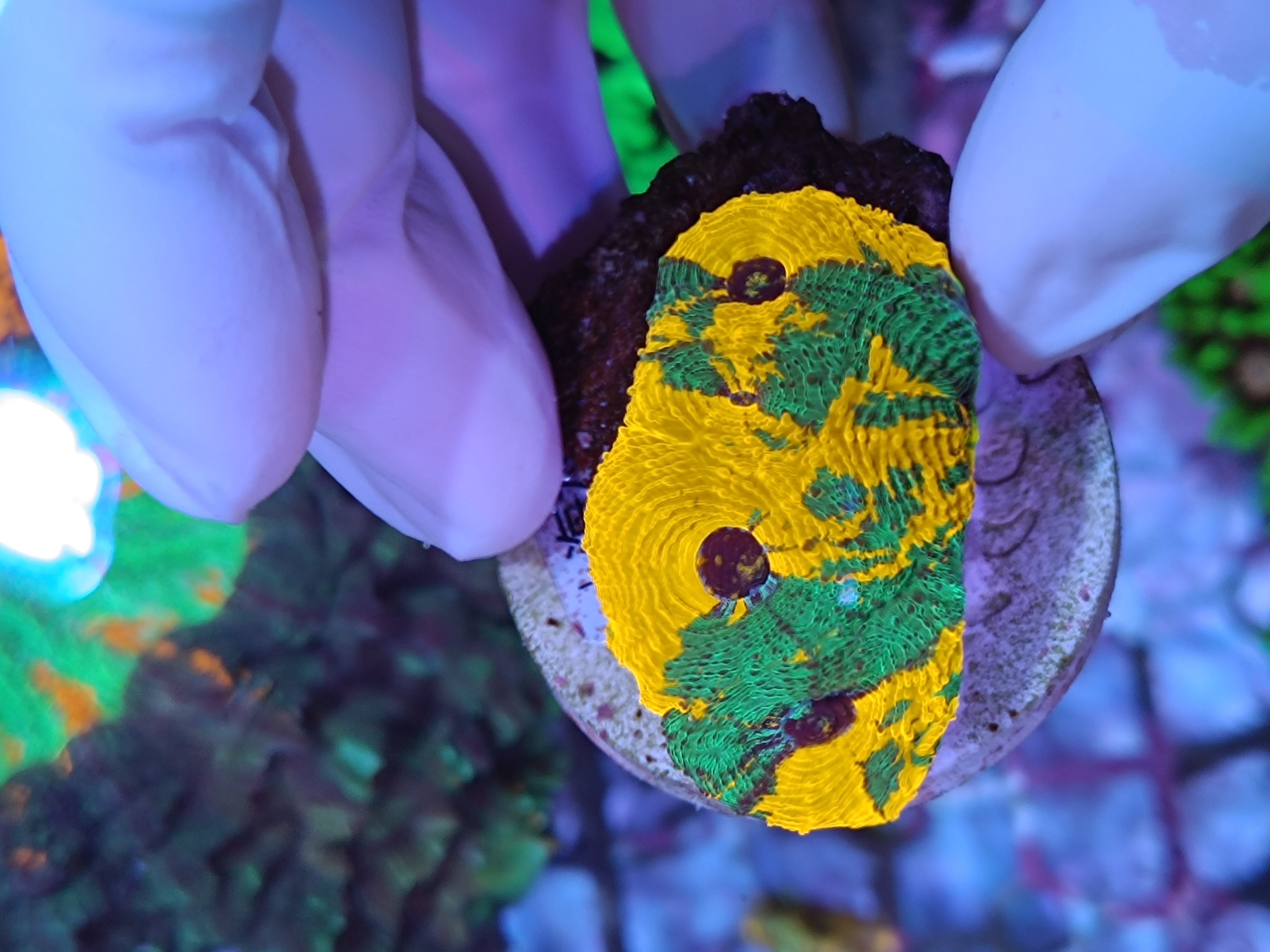 糖果脑活体彩虹糖果脑三年老店水族海缸新手入门珊瑚