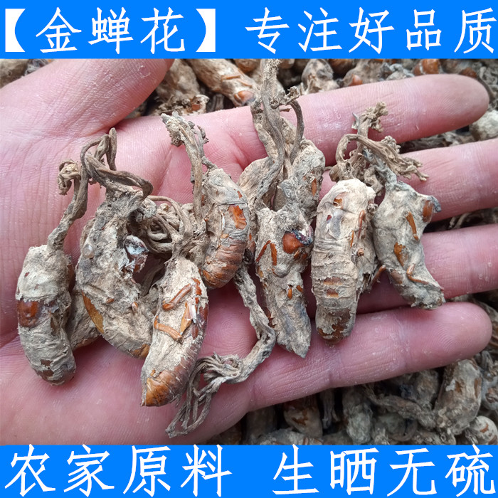 野生金蝉花 大别山今年新货金蝉花 生晒金蚕花知了花新鲜干货500g