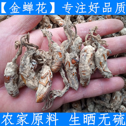 野生金蝉花 大别山今年新货金蝉花 生晒金蚕花知了花新鲜干货500g