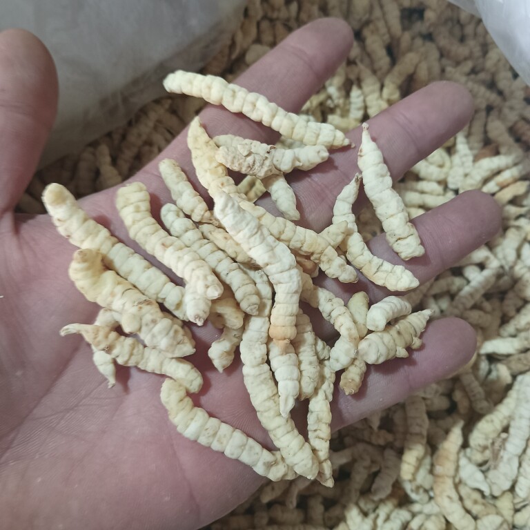 白泽兰根 泽兰 地蚕 草食蚕 草石蚕包邮 土冬虫草 白冬虫草 500克
