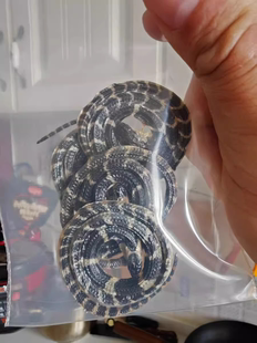 金钱白花蛇 中药材新货整条小白花蛇大金钱白花蛇银环蛇干百花蛇