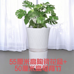 陶瓷白色花盆特大号简约室内外客厅阳台大绿植花盆含绿植送托盘
