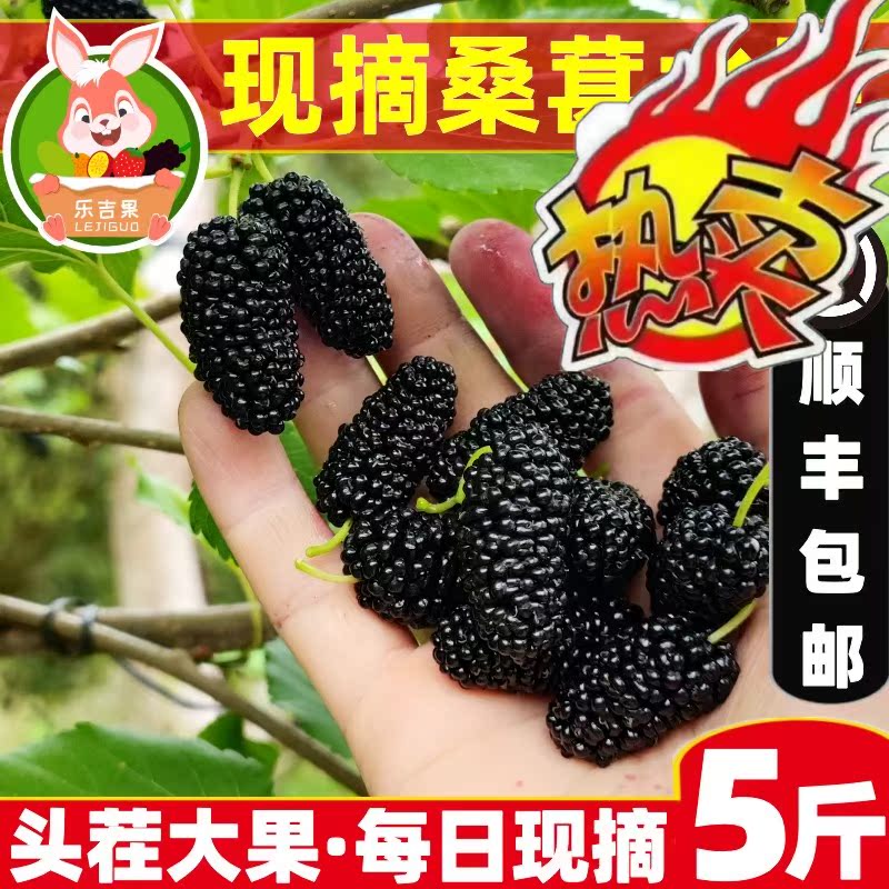 现摘新鲜桑葚广东秋冬季果桑时令鲜果孕妇水果桑椹黑桑果顺丰包邮