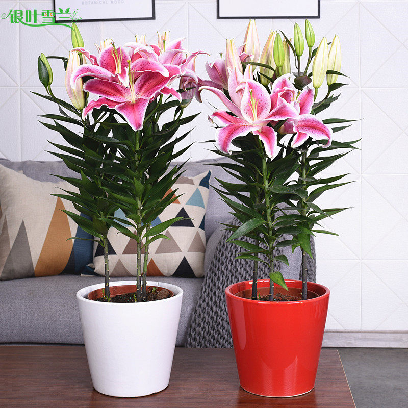 百合花盆栽带花苞室内客厅办公室花卉观花植物粉香水百合好养绿植