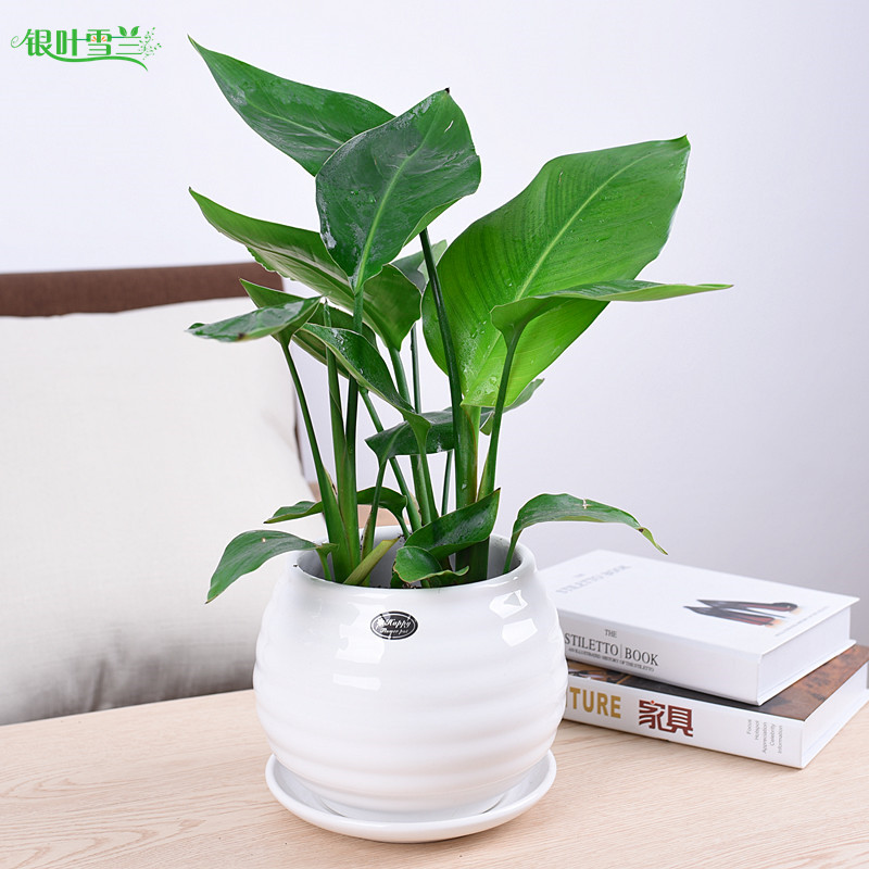 天堂鸟盆栽室内客厅书房北欧风小绿植办公桌面绿色植物净化空气