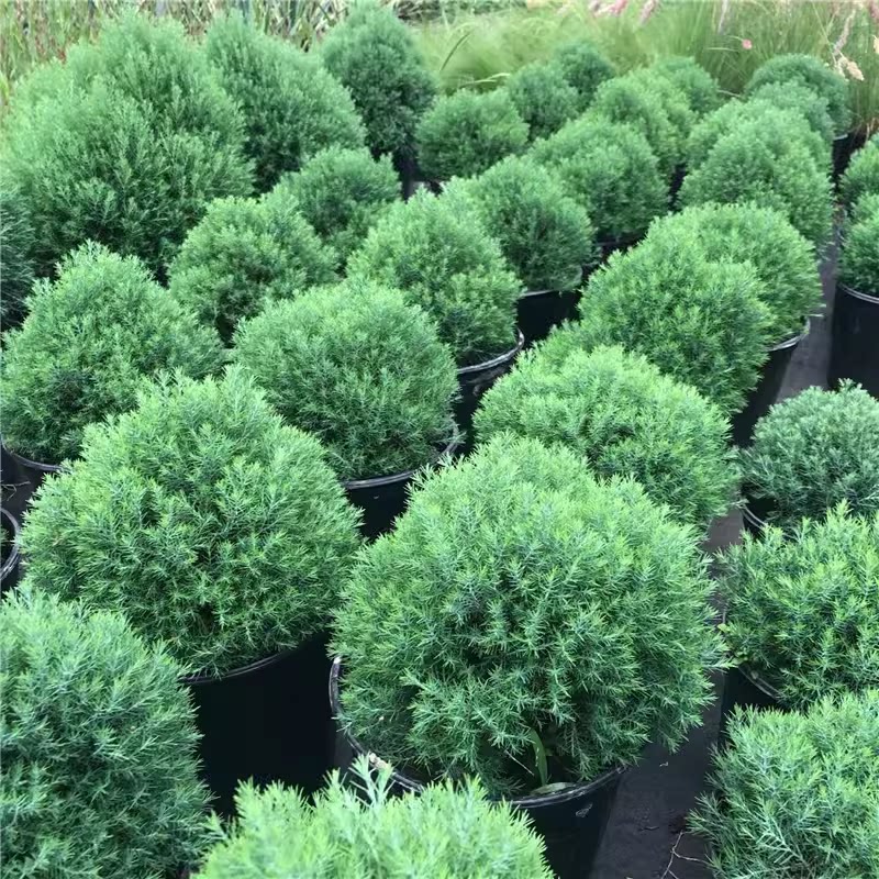 皮球柏盆栽蓝湖柏绿植耐寒耐热四季常青松柏树花园花镜植物蓝冰柏