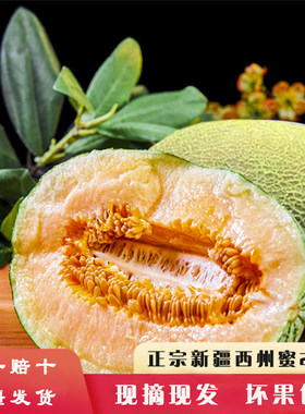产地直发炮台红哈密瓜现摘现发