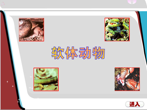 Flash制作高中生物实验课件多媒体课件MG定制课件：软体动物