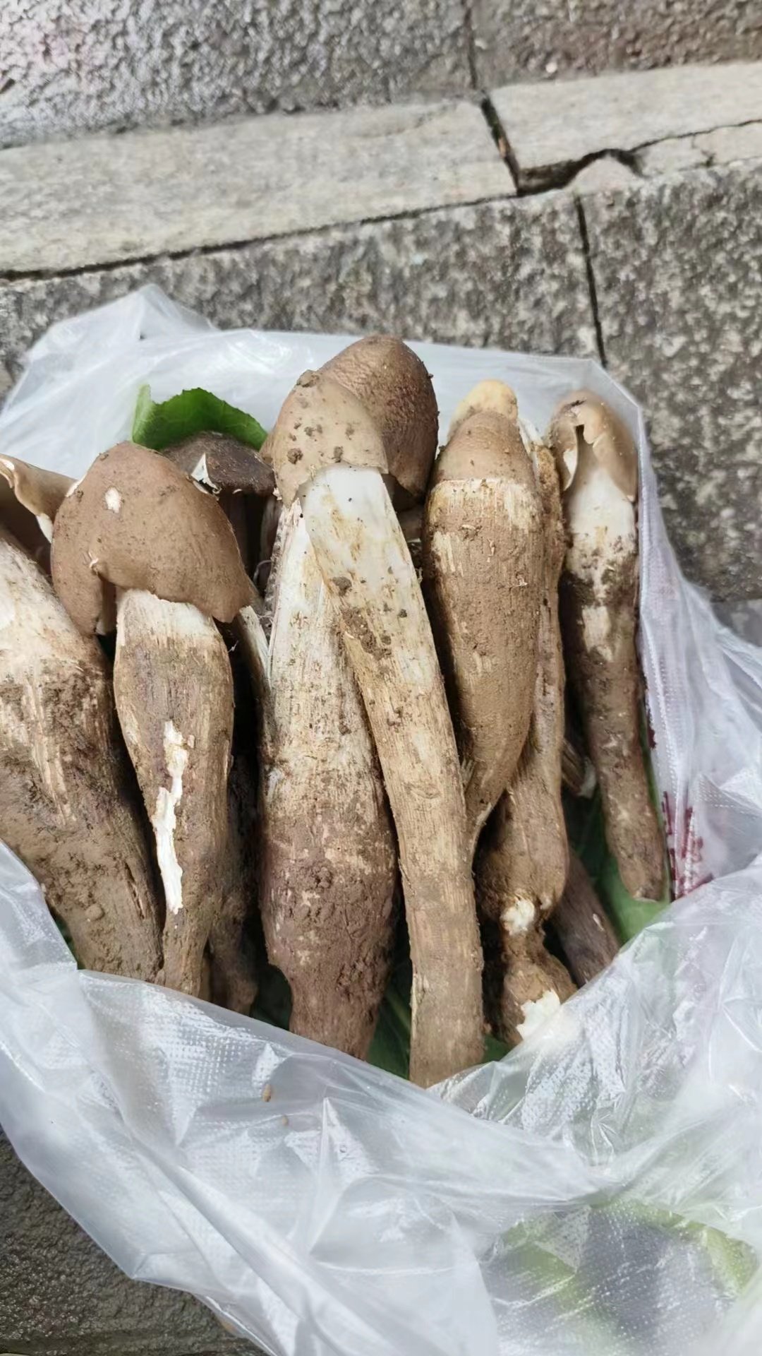 现货新鲜野生鸡粽菌500g精选四川大脚菌伞把菇鸡丝菌斗鸡菇非云南