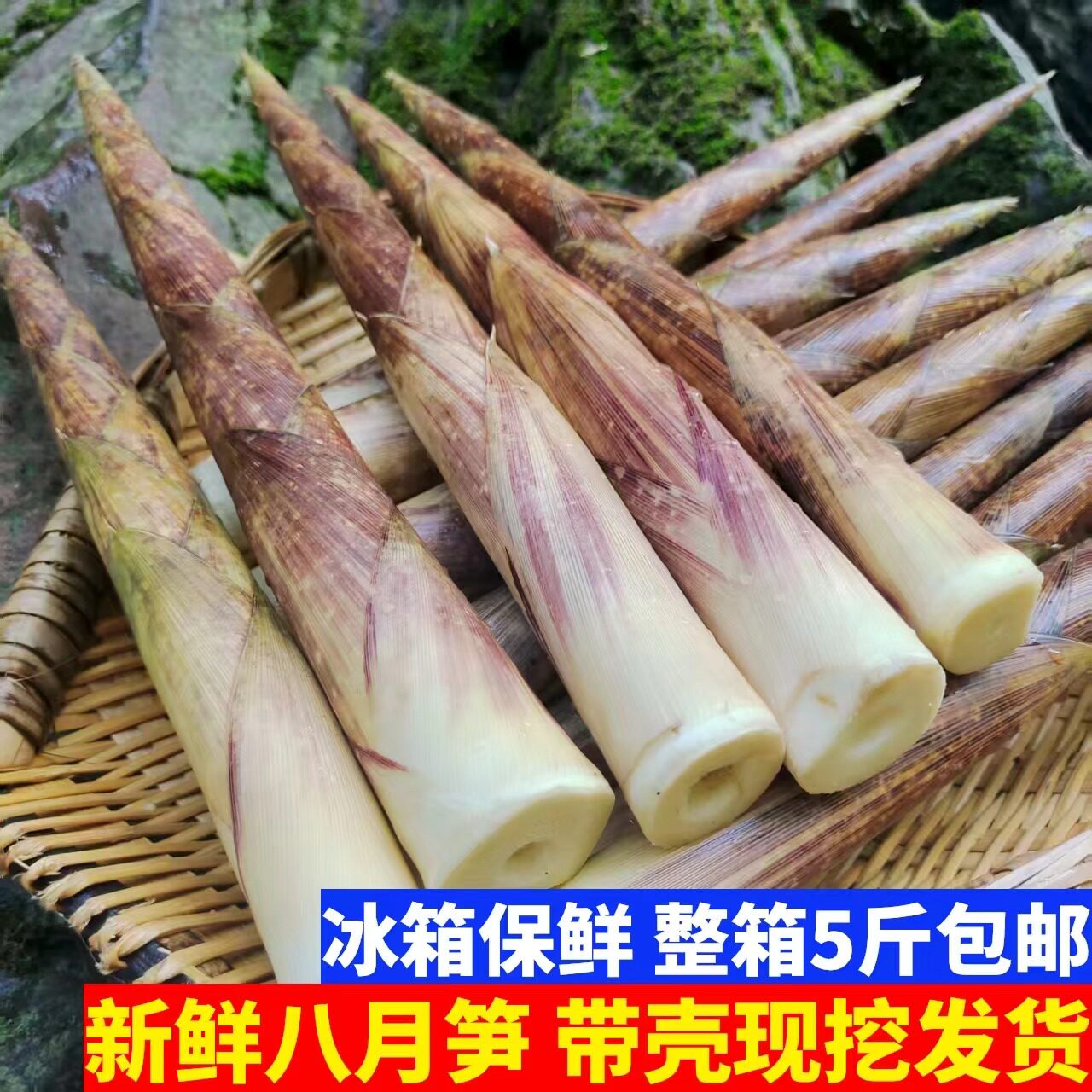 新鲜竹笋当季八月笋带壳现挖四川宜宾特产野生小竹笋方竹笋秋竹笋