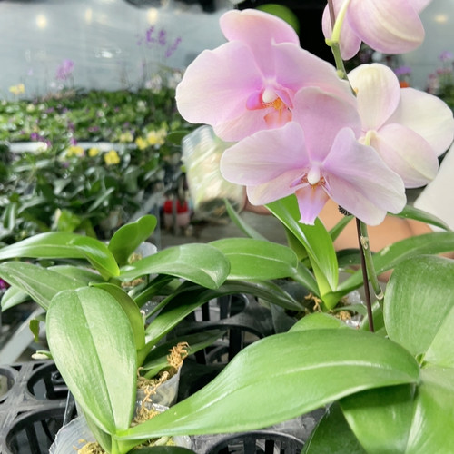 2.8杯水瓶座花苗一颗 随机发货