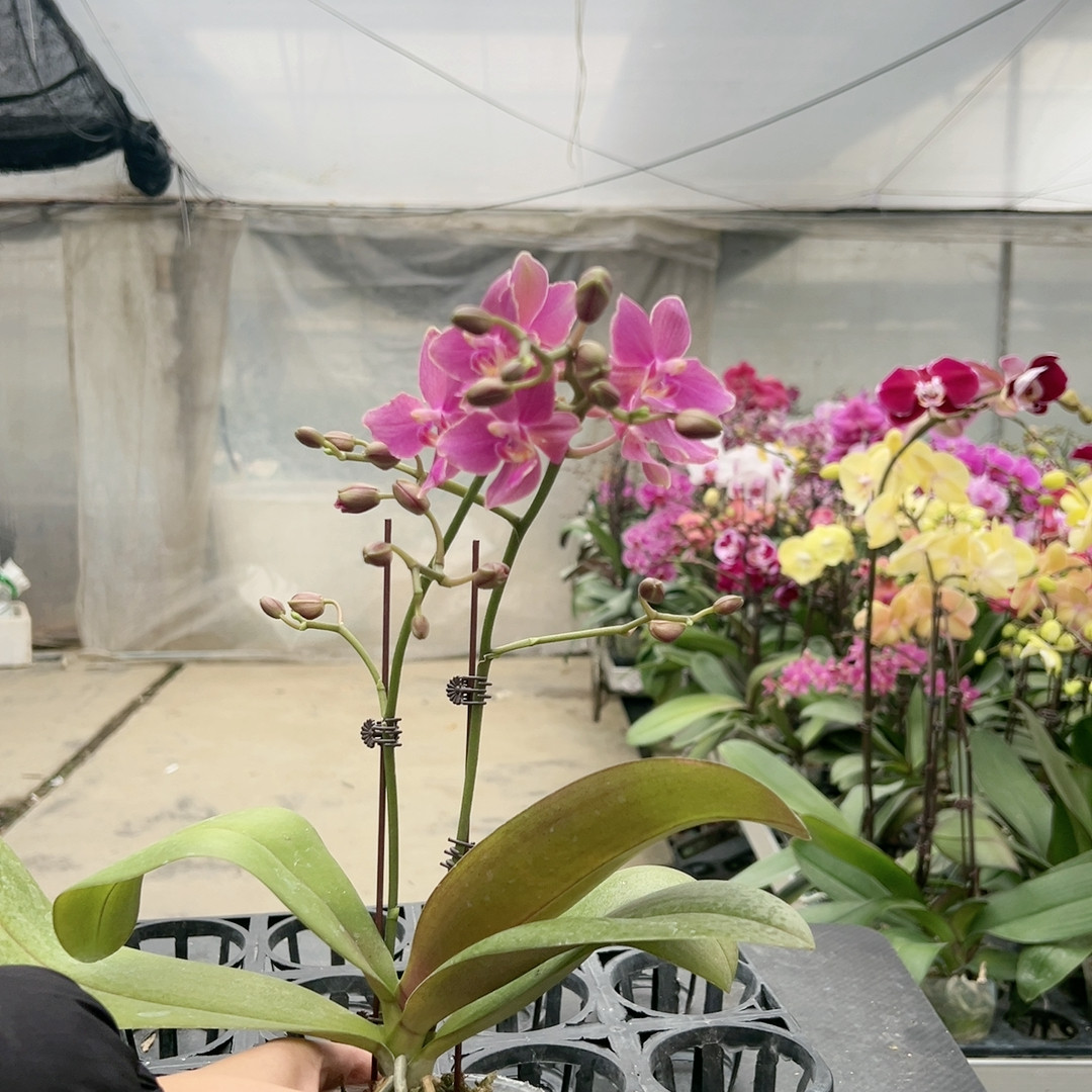 0641香妃带香双剑2.8杯,鲜花速递/花卉仿真/绿植园艺,国兰/杂交兰/洋兰类,淘宝优惠券,粉丝福利购,淘宝优惠卷