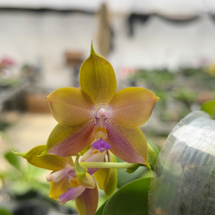 0649原生有花牌