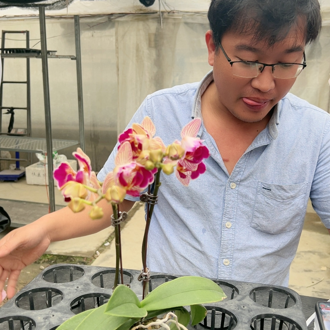 1447。天堂鸟三唇变异双梗开花株,鲜花速递/花卉仿真/绿植园艺,国兰/杂交兰/洋兰类,淘宝优惠券,粉丝福利购,淘宝优惠卷