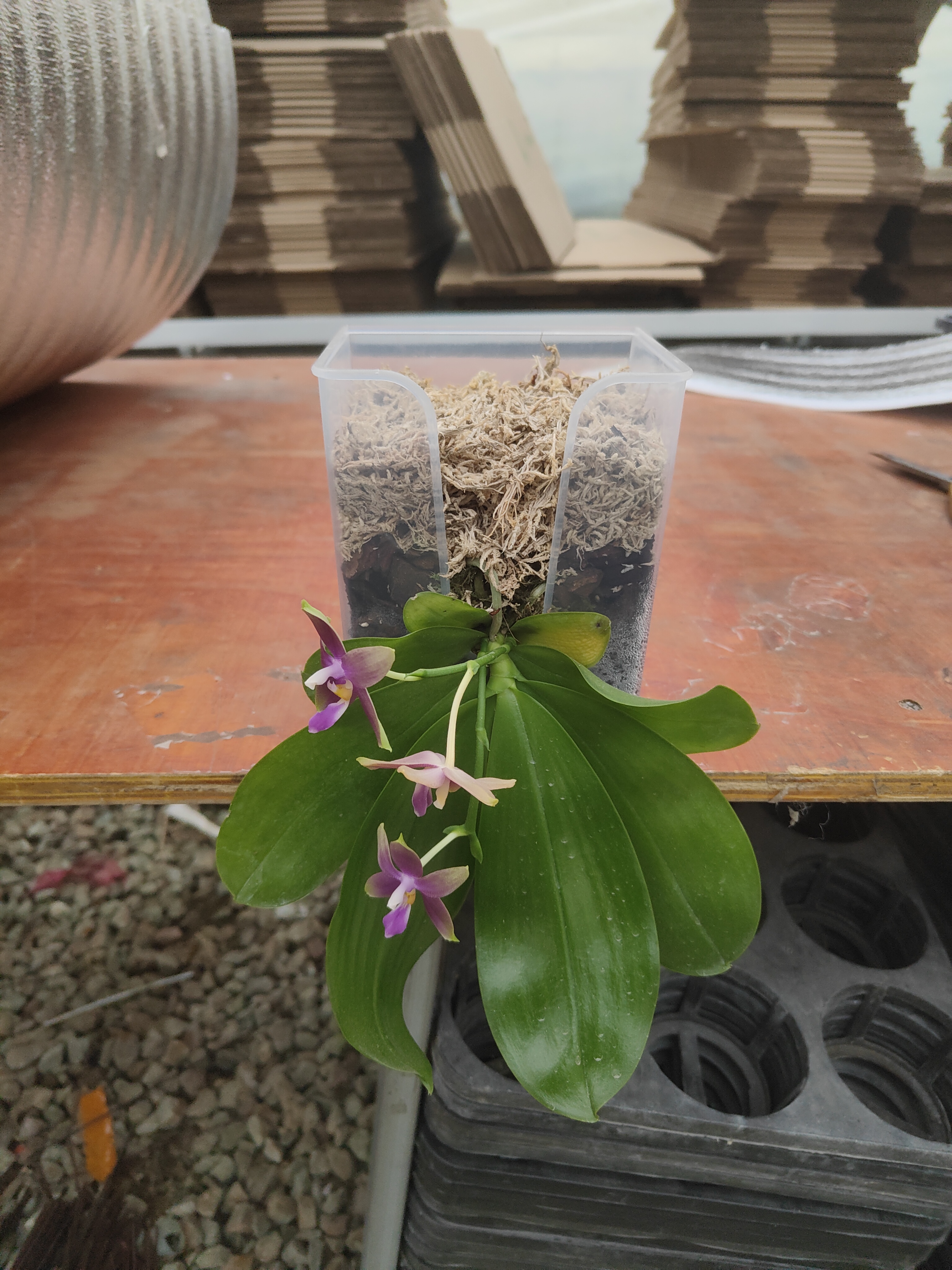 网红爆款壁挂式纸巾盒款蝴蝶兰营养杯10个